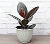 Thorsen's Greenhouse Live Rubber Tree Plant in Rustic Planter, 1 of 3