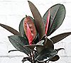 Thorsen's Greenhouse Live Rubber Tree Plant in Rustic Planter, 2 of 3