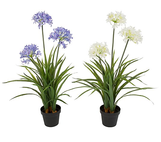 Artificial Agapanthus in Pot by Gerson Co.