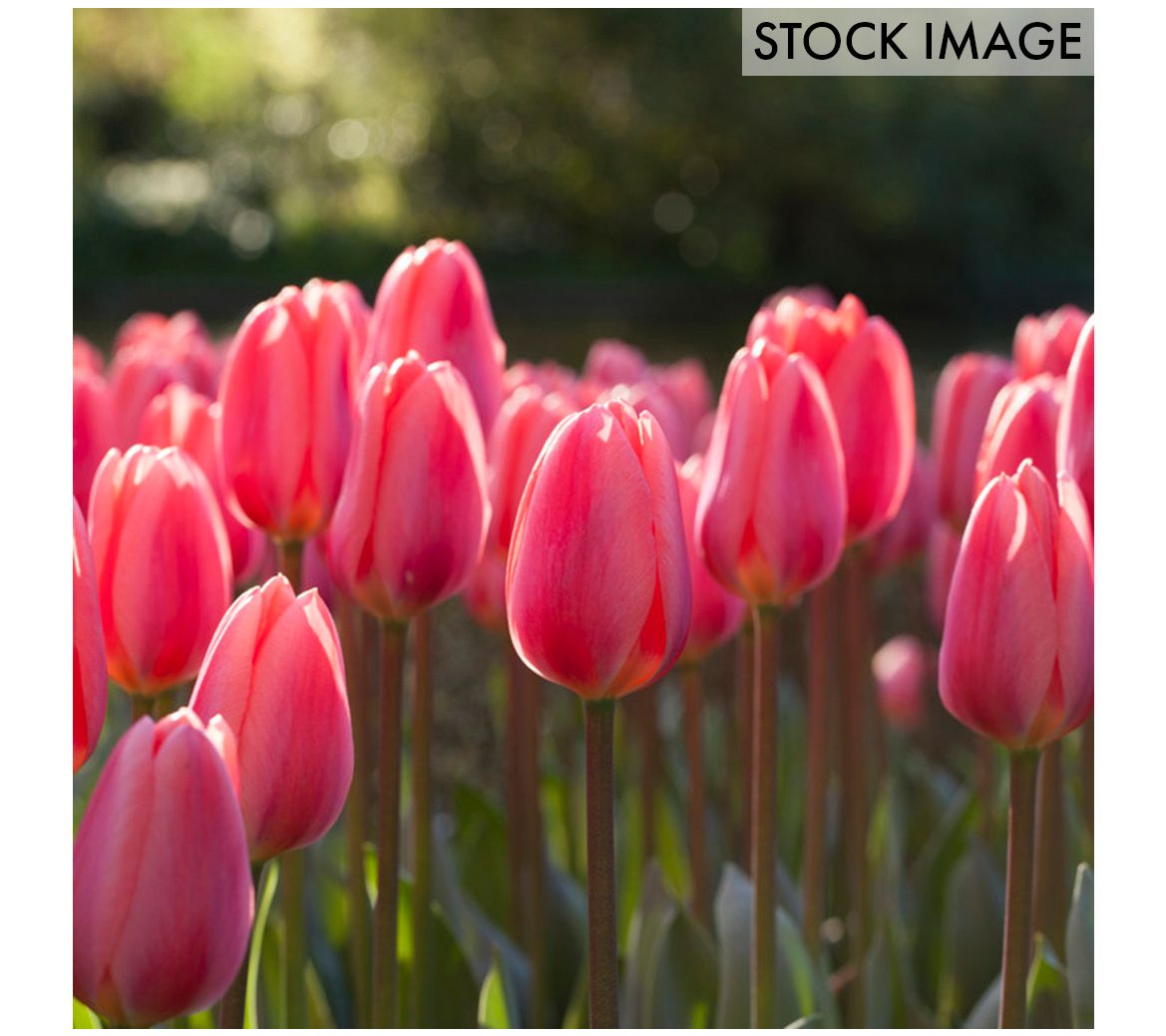 Van Zyverden Tulips Cosmopolitan Set of 12 Bulbs