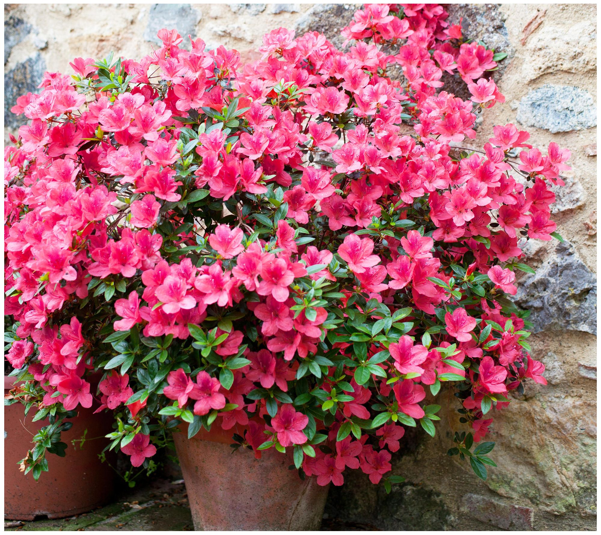 Cottage Farms Reblooming Pink Azalea