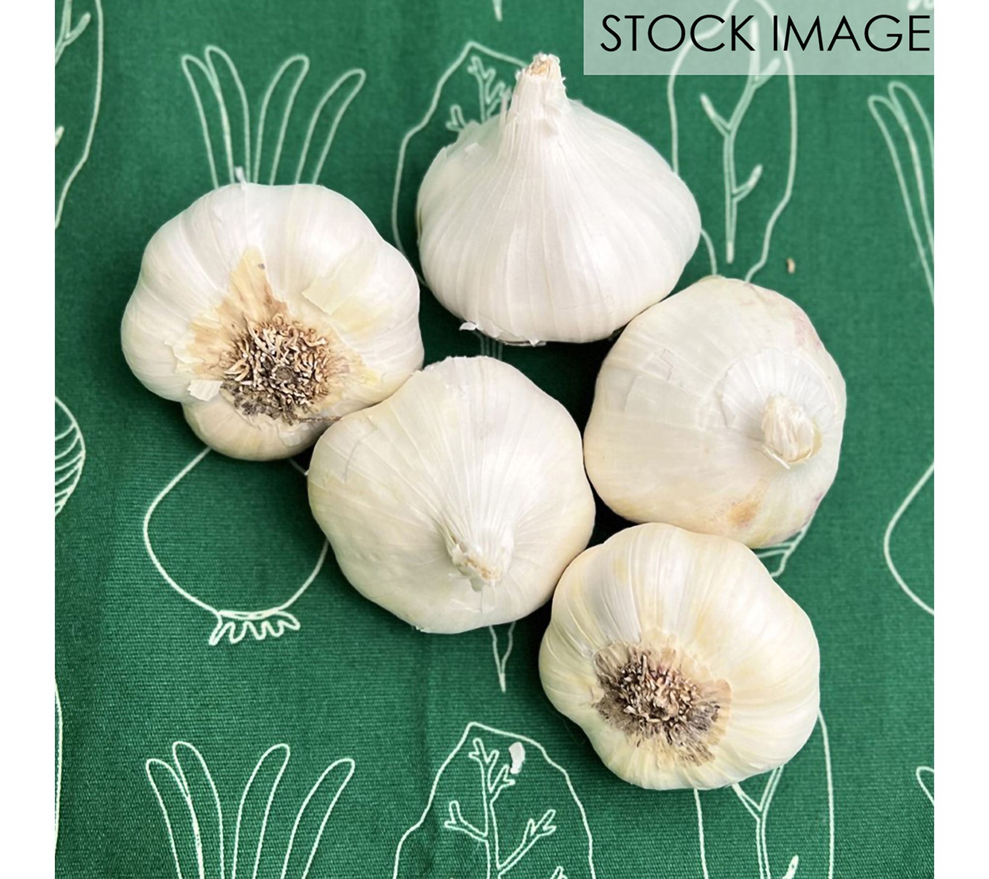 Van Zyverden Garlic Softneck Artichoke Sicilian5 Bulbs