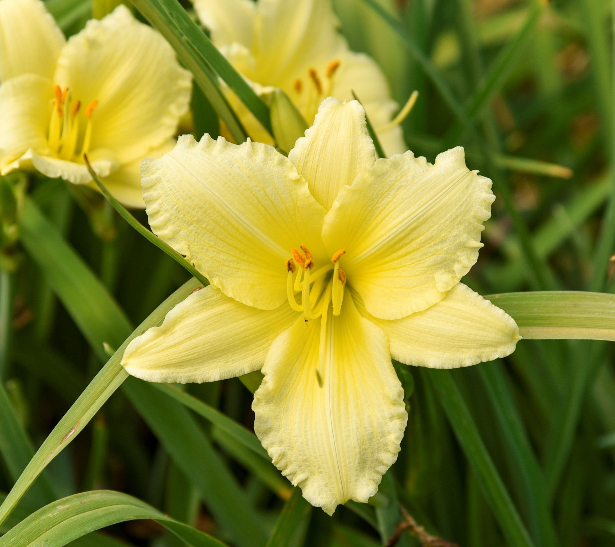 Cottage Farms 6-Piece Big Time Happy Daylilies