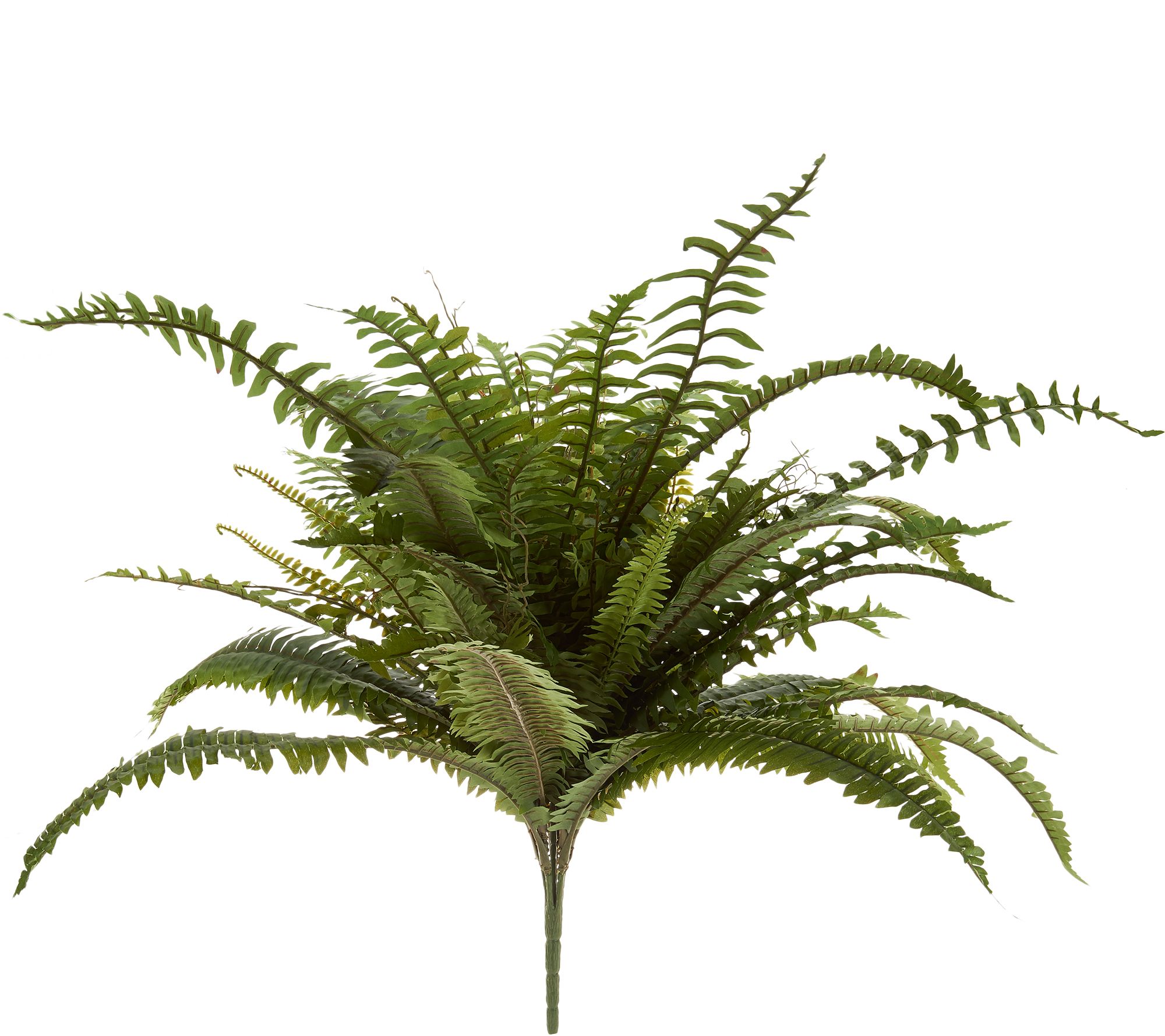 Boston Fern Greenery Urn Filler by Valerie - Page 1 — QVC.com