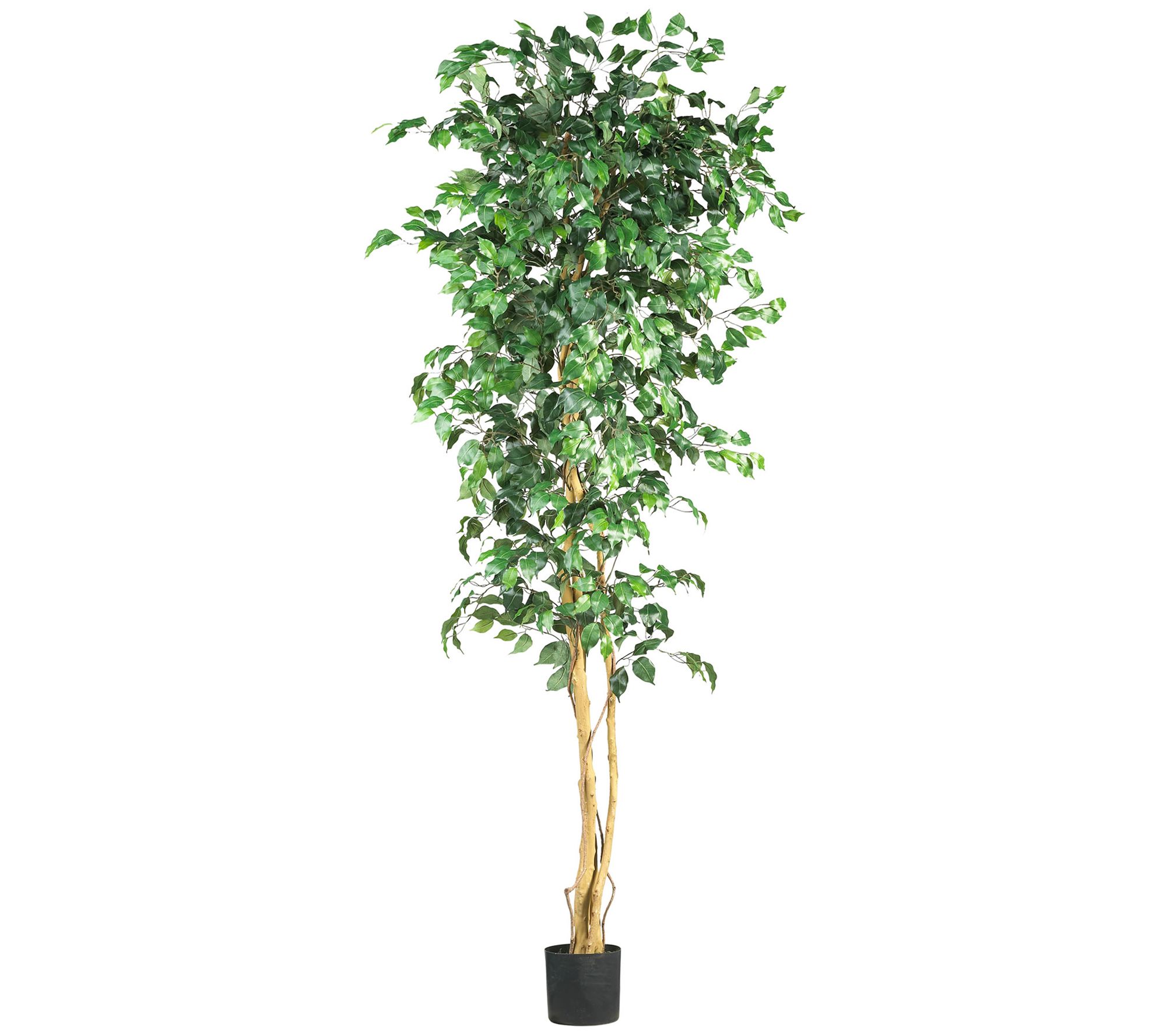 7' Ficus Silk Tree by Nearly Natural - QVC.com