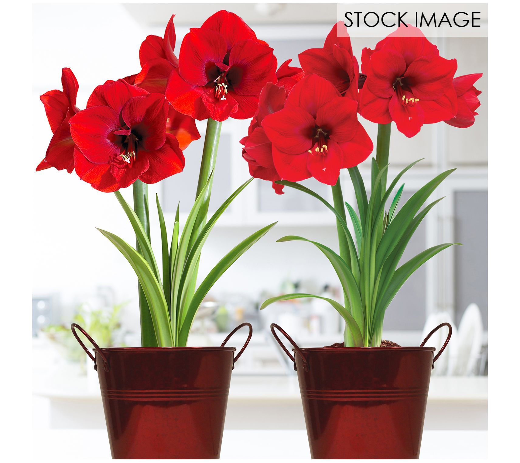 Van Zyverden Amaryllis Red Lion Duo Two Pack Kits