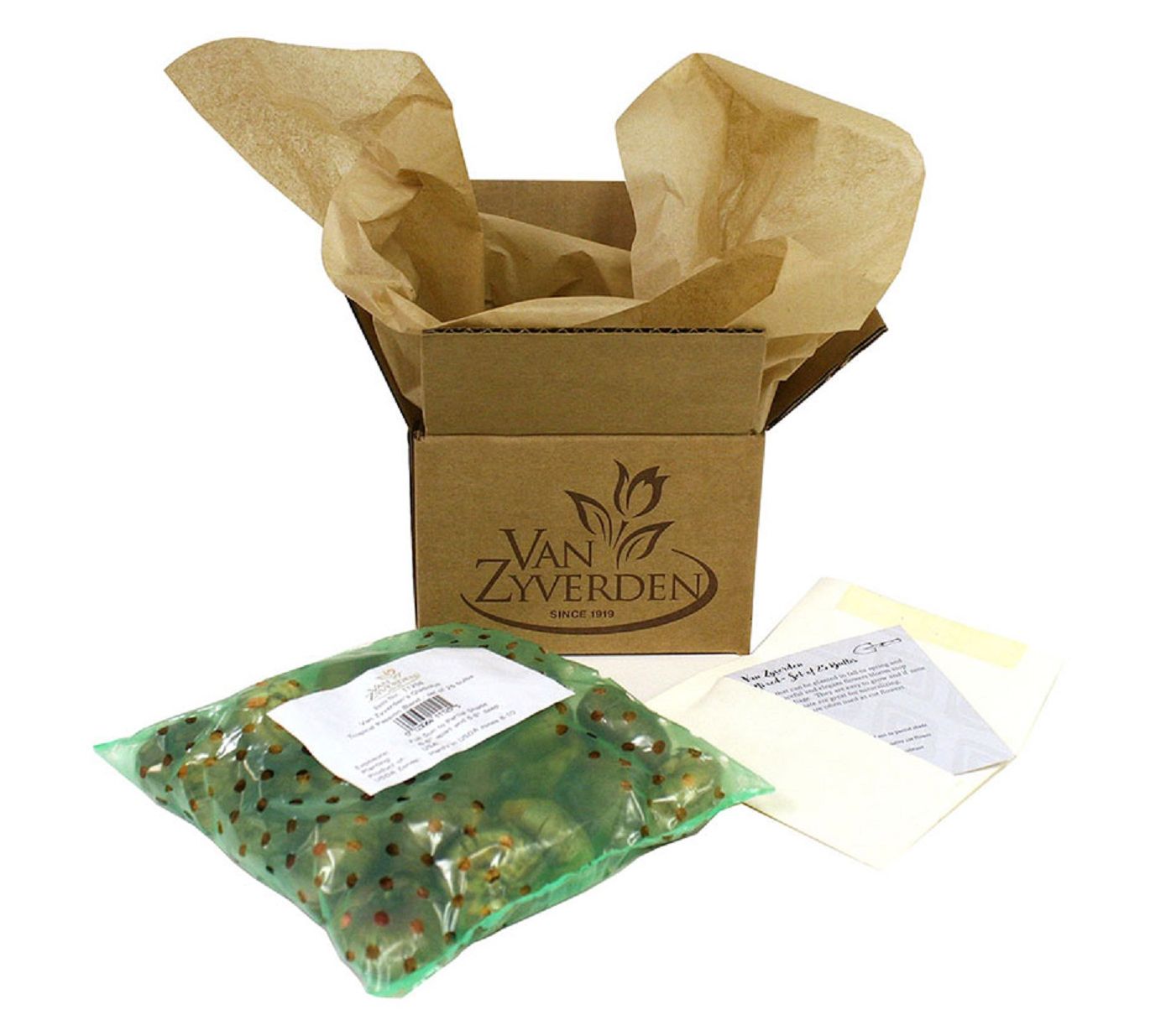 Van Zyverden Gladiolus Priscilla Blend Set of 25 Bulbs