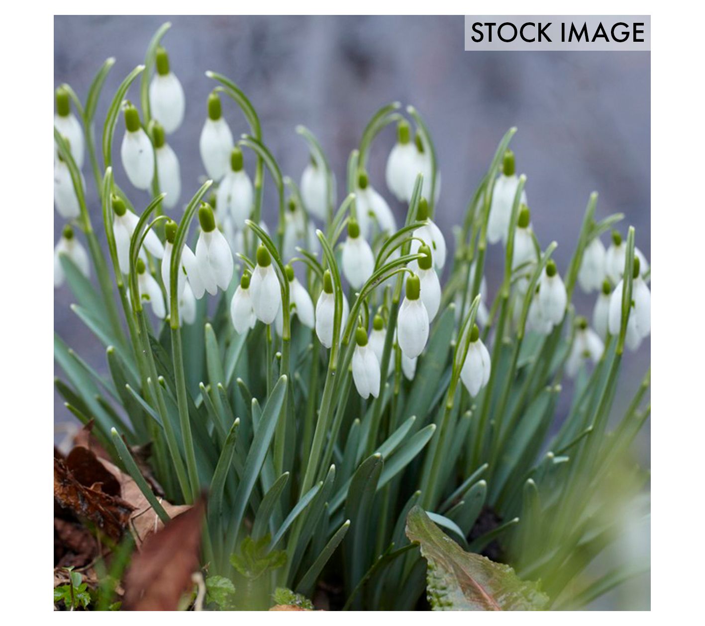 Van Zyverden Galanthus Snowdrops Set of 5 Bulbs