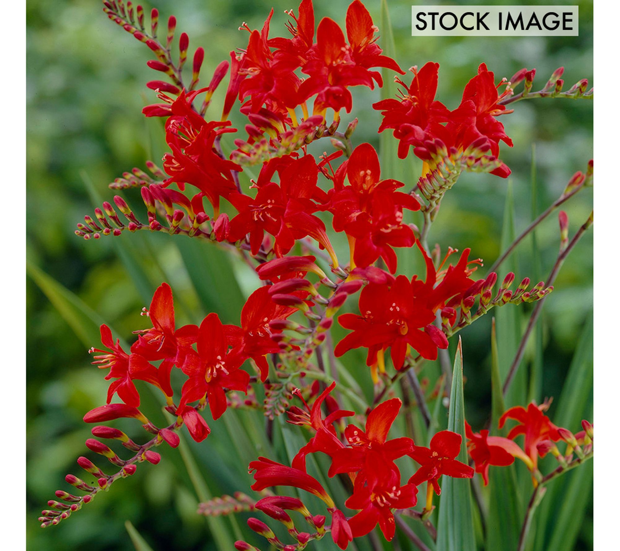 Van Zyverden Crocosmia Lucifer Set of 6 Bulbs