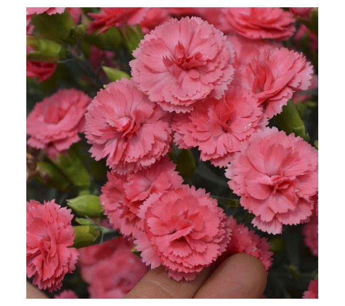 Roberta's Dianthus Classic Coral Fruit Punch 1p
