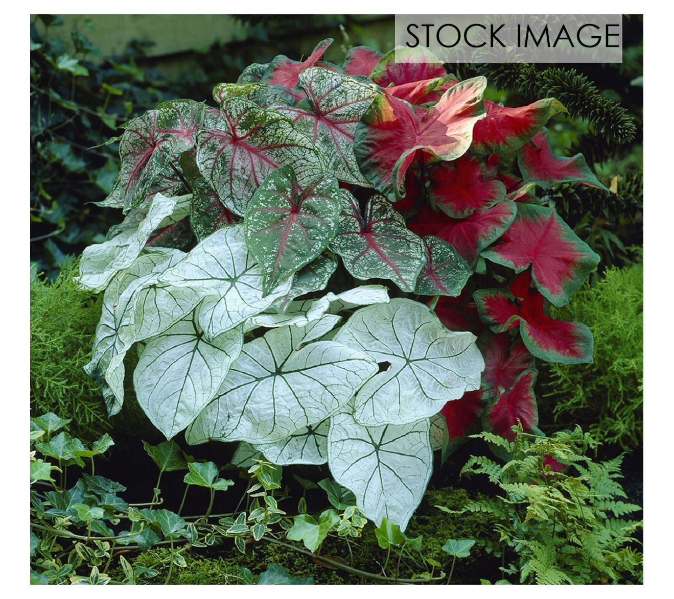 Van Zyverden Caladiums Fancy Leaf Mixed Set of6 Bulbs
