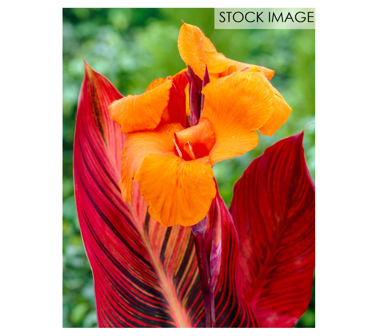 Van Zyverden Cannas Phaison Set of 3 Bulbs