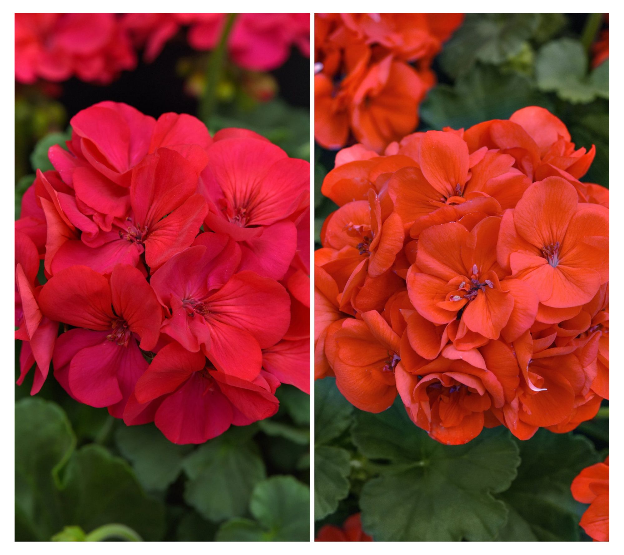 2-Piece Hybrid Geranium Collection