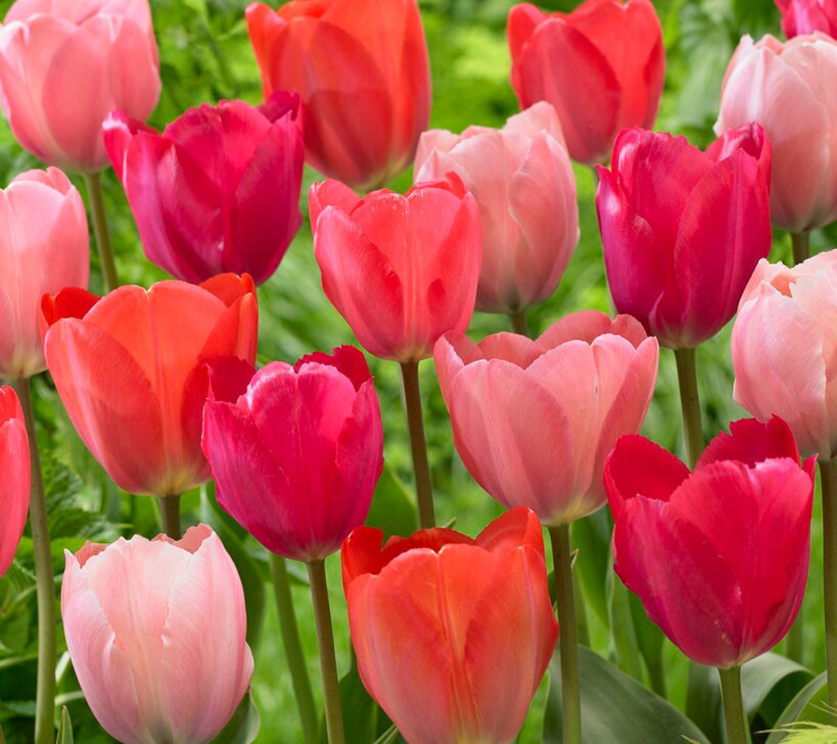 Van Zyverden Tulips Van Eijk Mixture Set of 25Bulbs