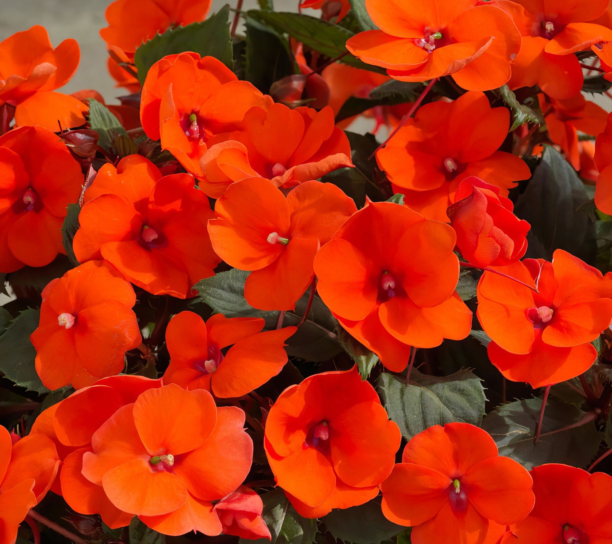 Cottage Farms 3-Piece Electric Orange SunPatiens