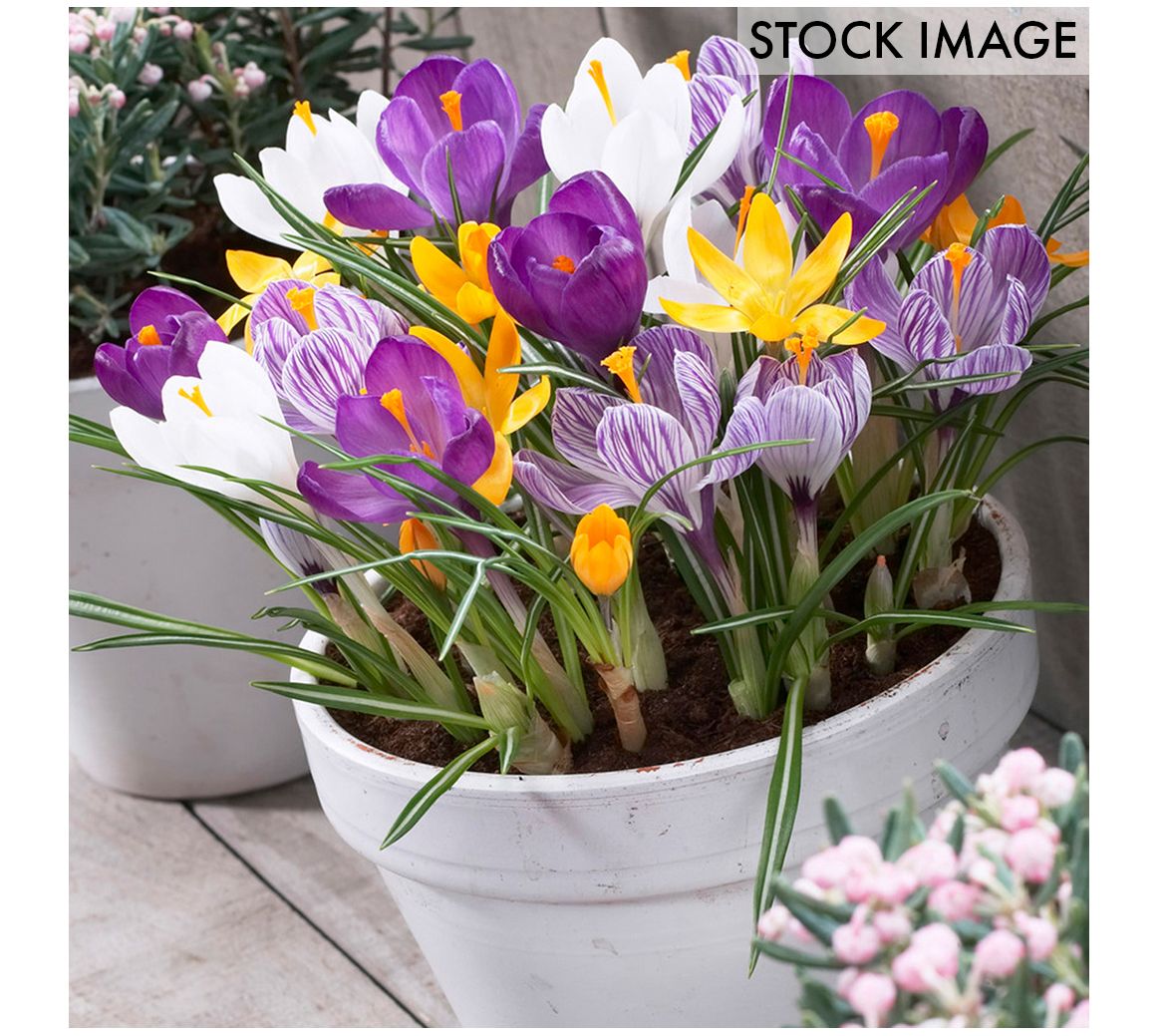 Van Zyverden Crocus Large Flowering Blend For Containers 25ct