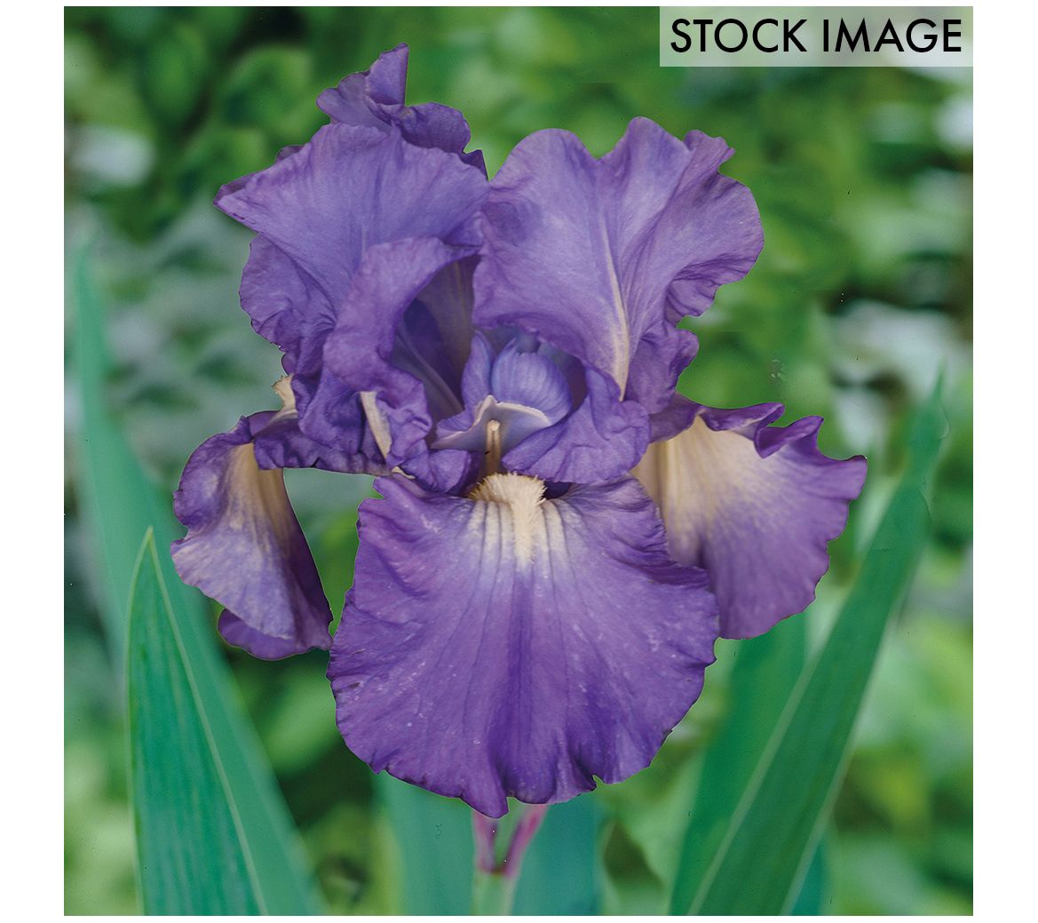 Van Zyverden Bearded Iris Victoria Falls Set of 3 roots