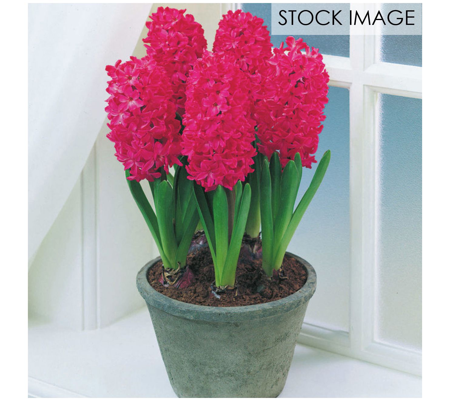 Van Zyverden PrePared Hyacinths For Indoor Forcing Jan Bos 5ct