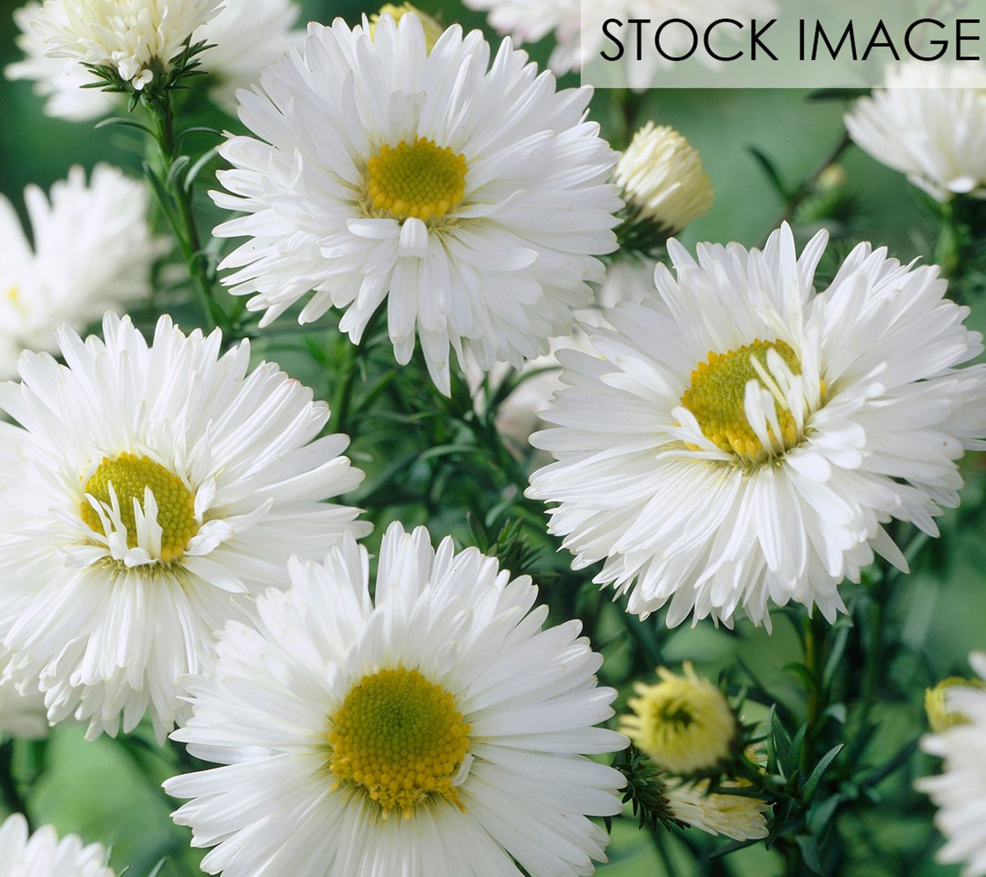 Van Zyverden Aster White Ladies Set of 5 Roots