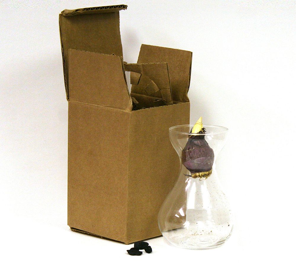 Van Zyverden Hyacinth Kit Blue With Clear Artisan Glass