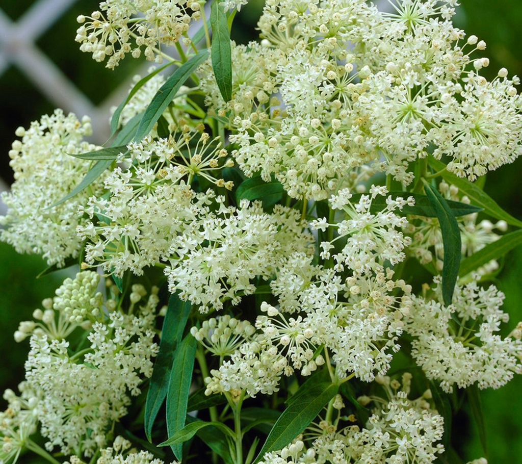 Van Zyverden Asclepias Ice Ballet Support The Monarchs 3 Roots