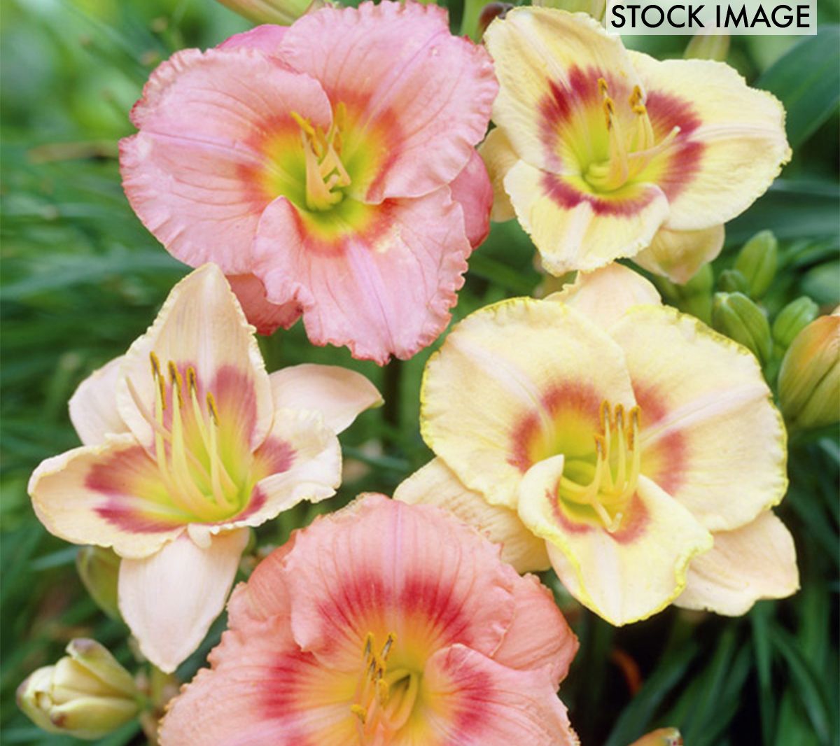 Van Zyverden Daylilies Candy Mixed Set of 5 Roots