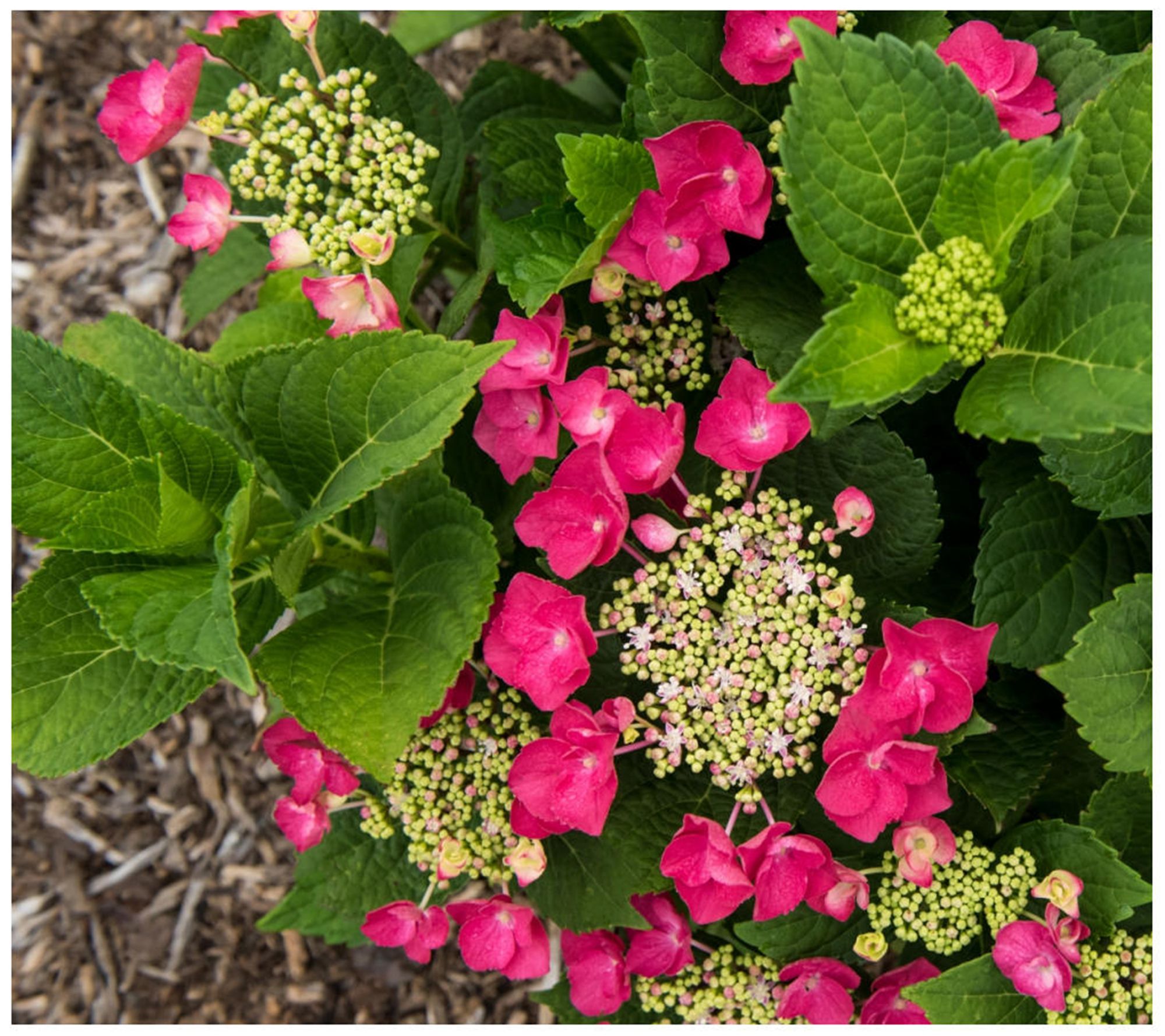 Cottage Farms Cherry Explosion Hydrangea - QVC.com