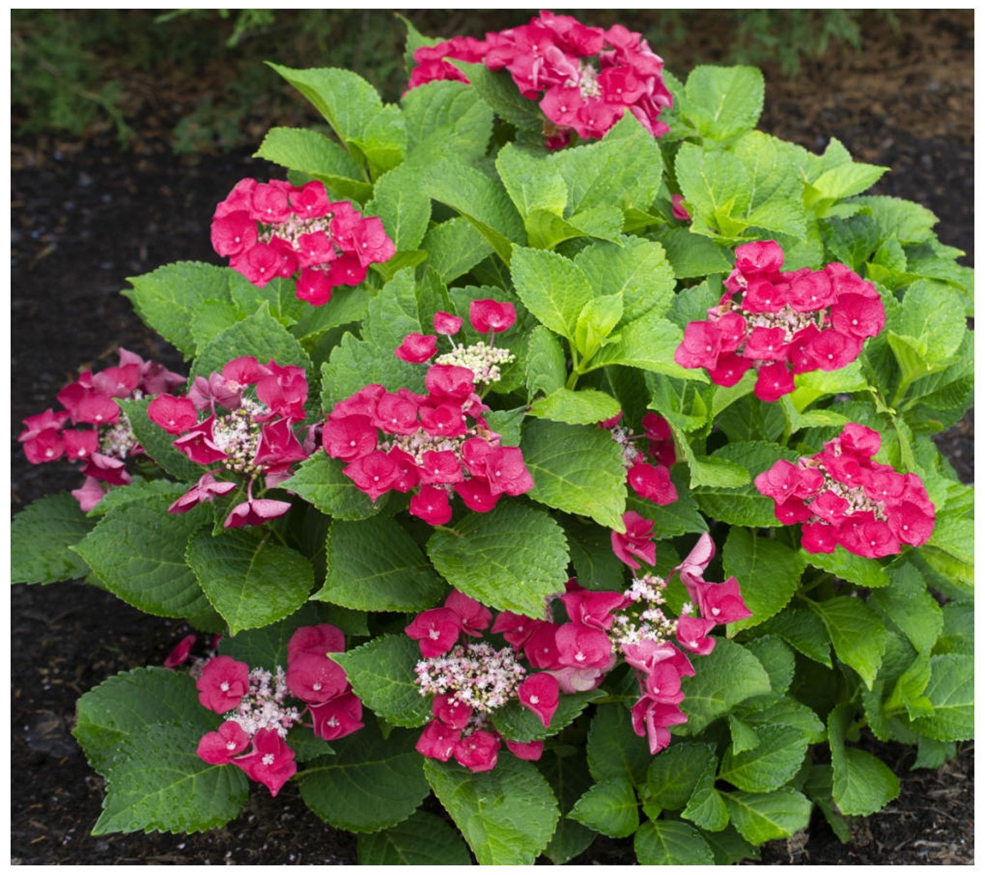 Cottage Farms Cherry Explosion Hydrangea - QVC.com