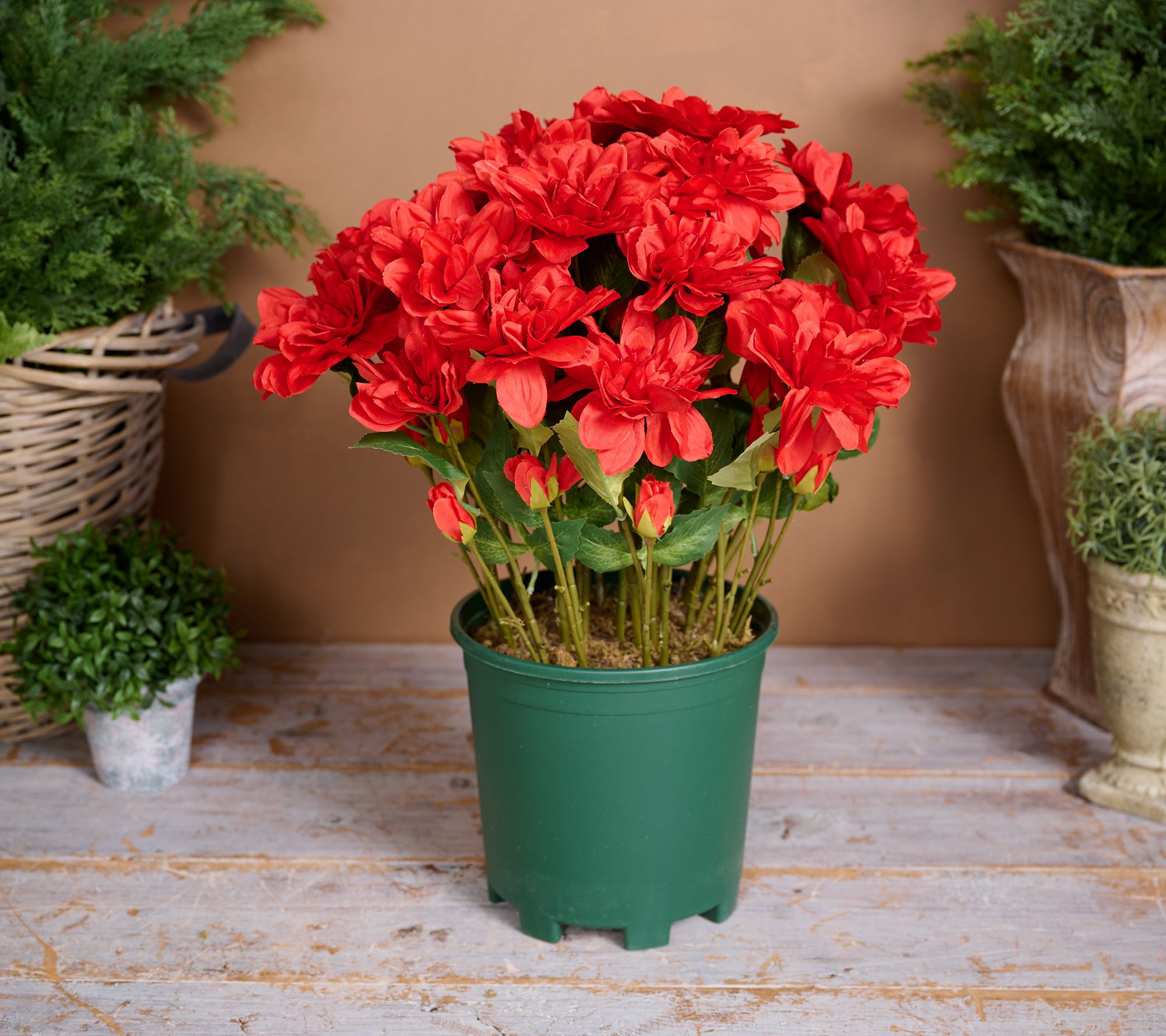24" Deluxe Mums in Starter Pot by Valerie