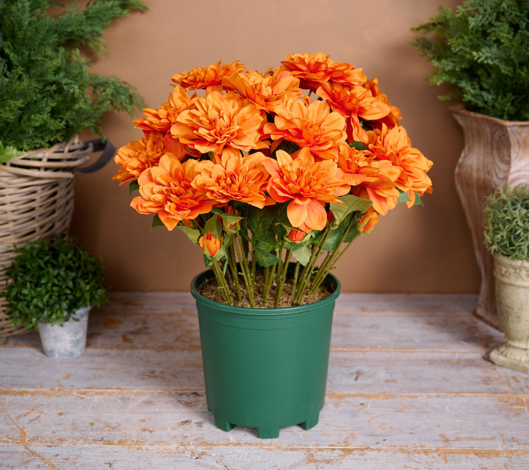 24" Deluxe Mums in Starter Pot by Valerie
