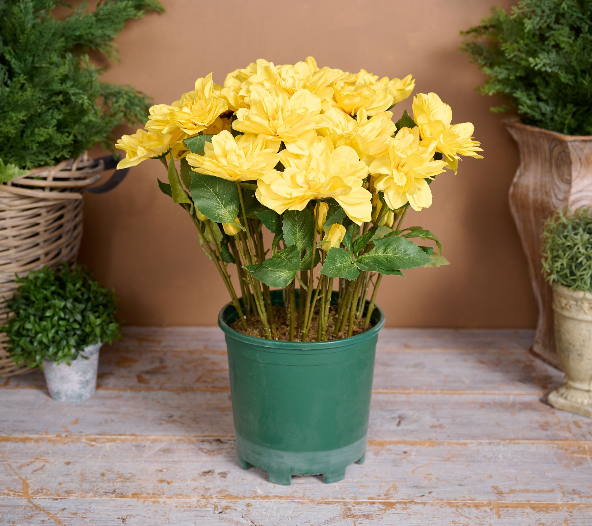 24" Deluxe Mums in Starter Pot by Valerie
