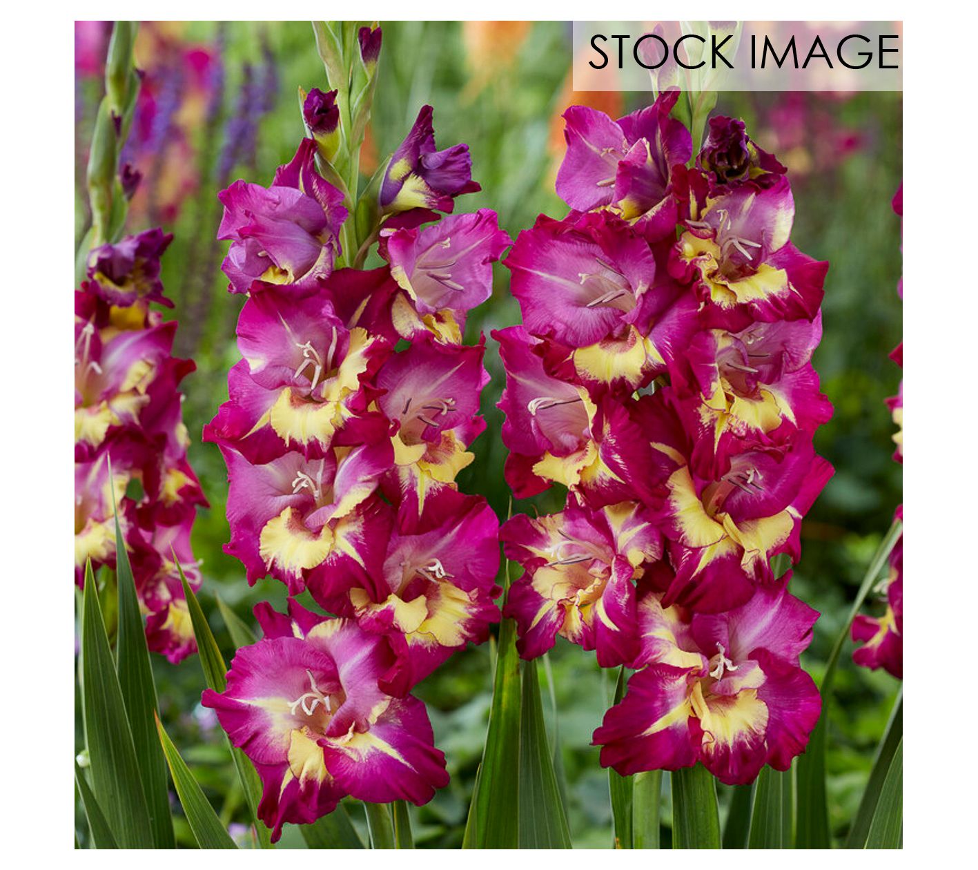 Van Zyverden Gladiolus Large Seashore Set of 12Bulbs