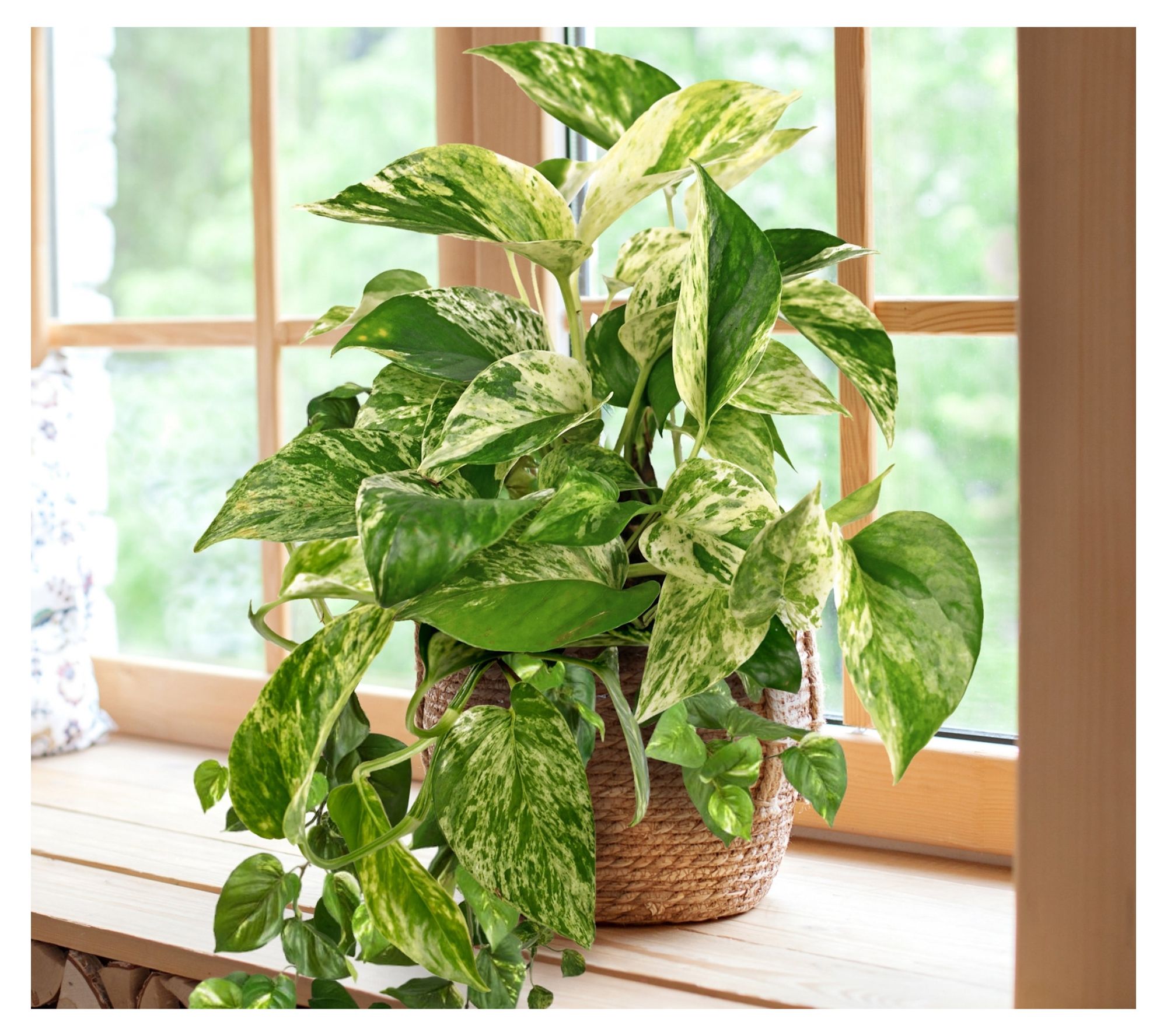 Cottage Farms Marble Queen Pothos