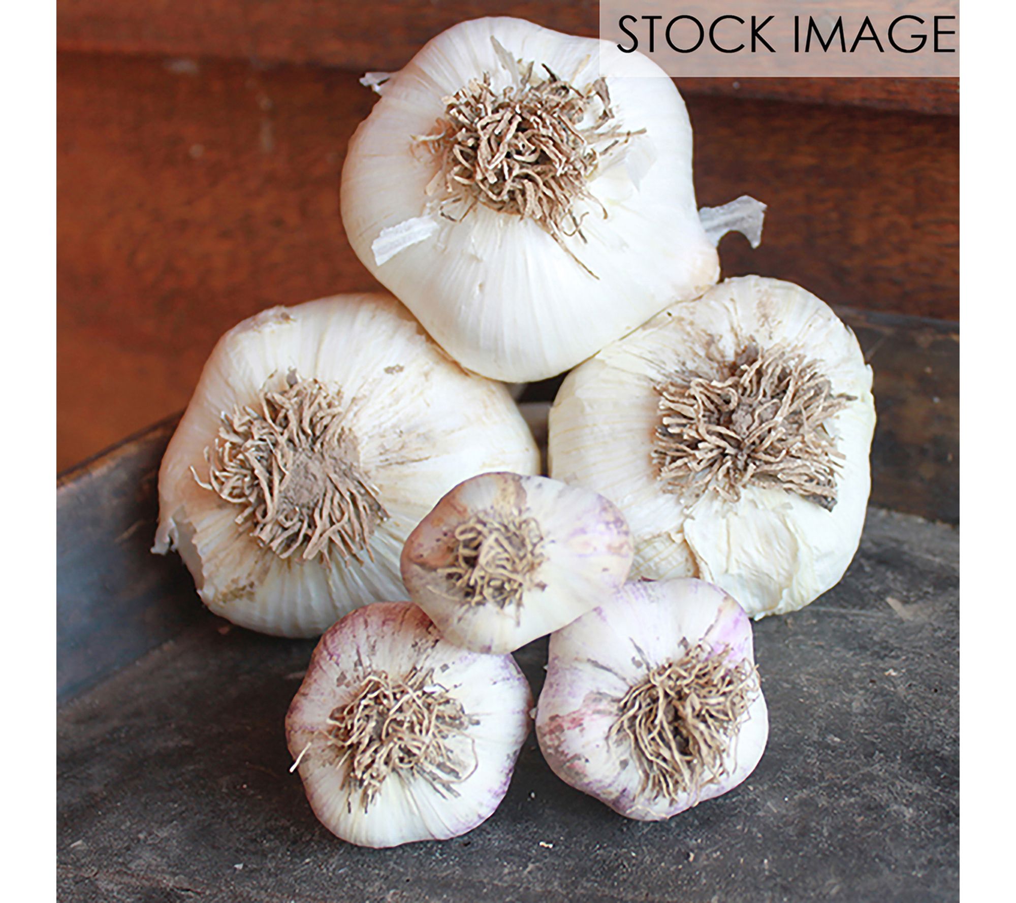 Van Zyverden Elephant Garlic 3 Cloves