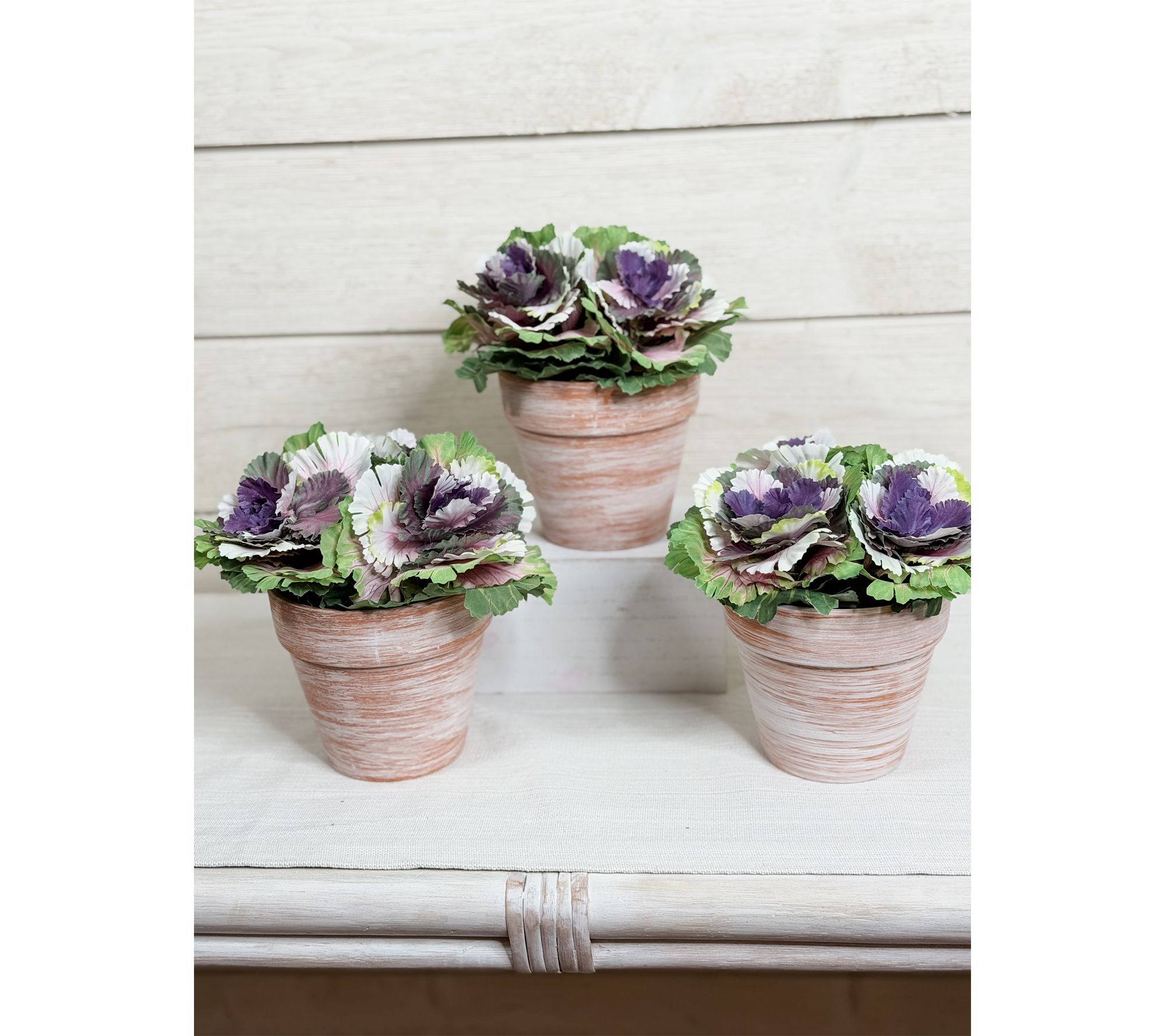 "As Is" Simply Stunning Set of 3 Potted Cabbages by Janine Graff