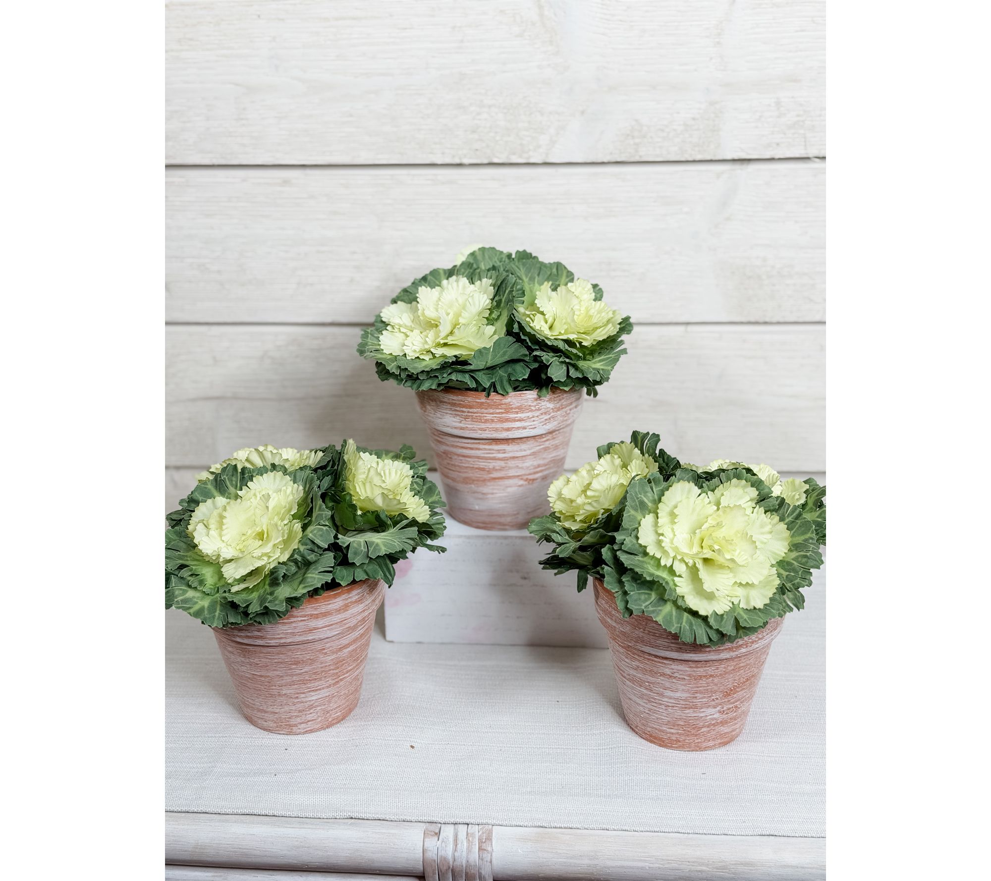 "As Is" Simply Stunning Set of 3 Potted Cabbages by Janine Graff