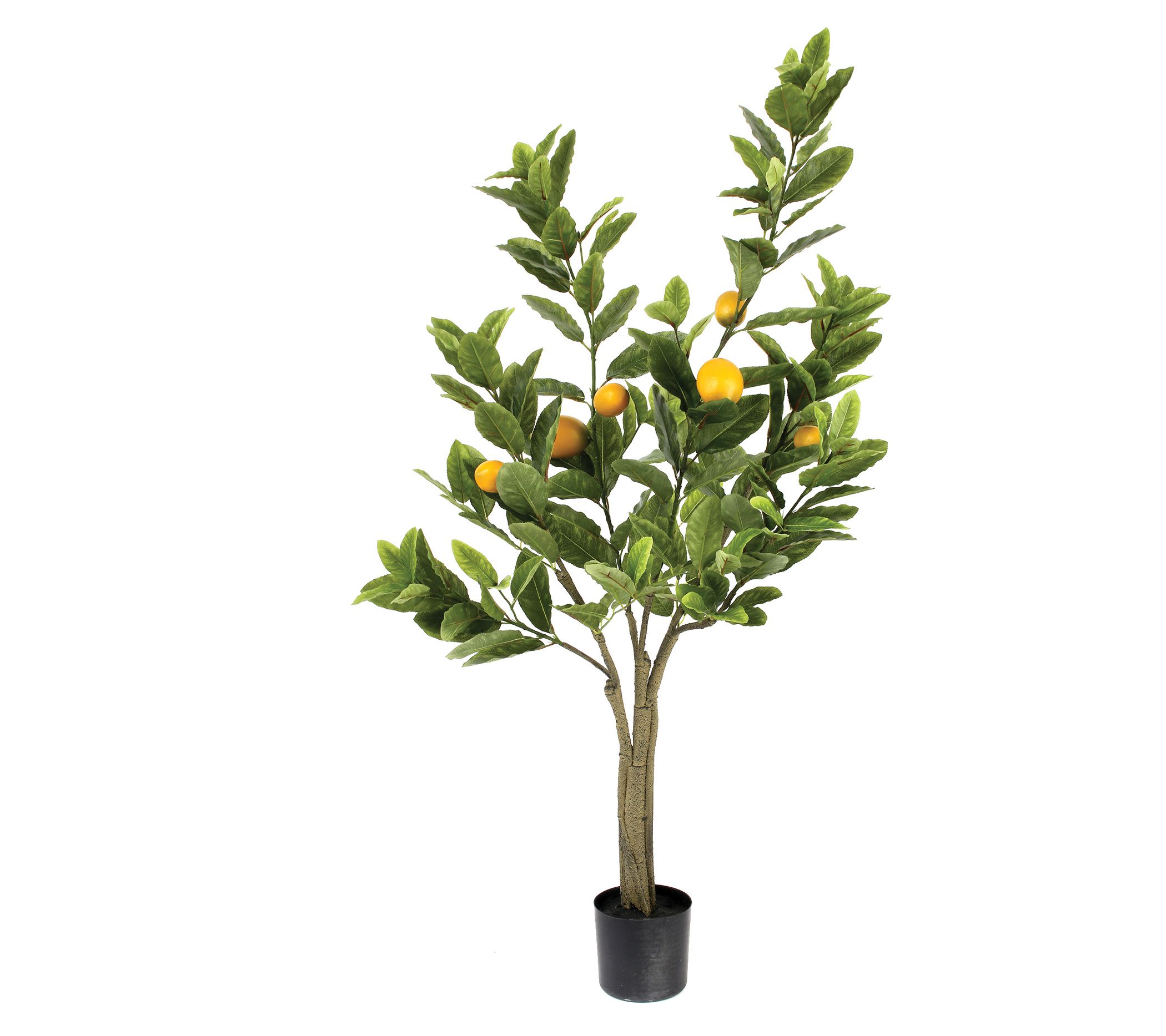 4-potted-lemon-tree-by-valerie-qvc