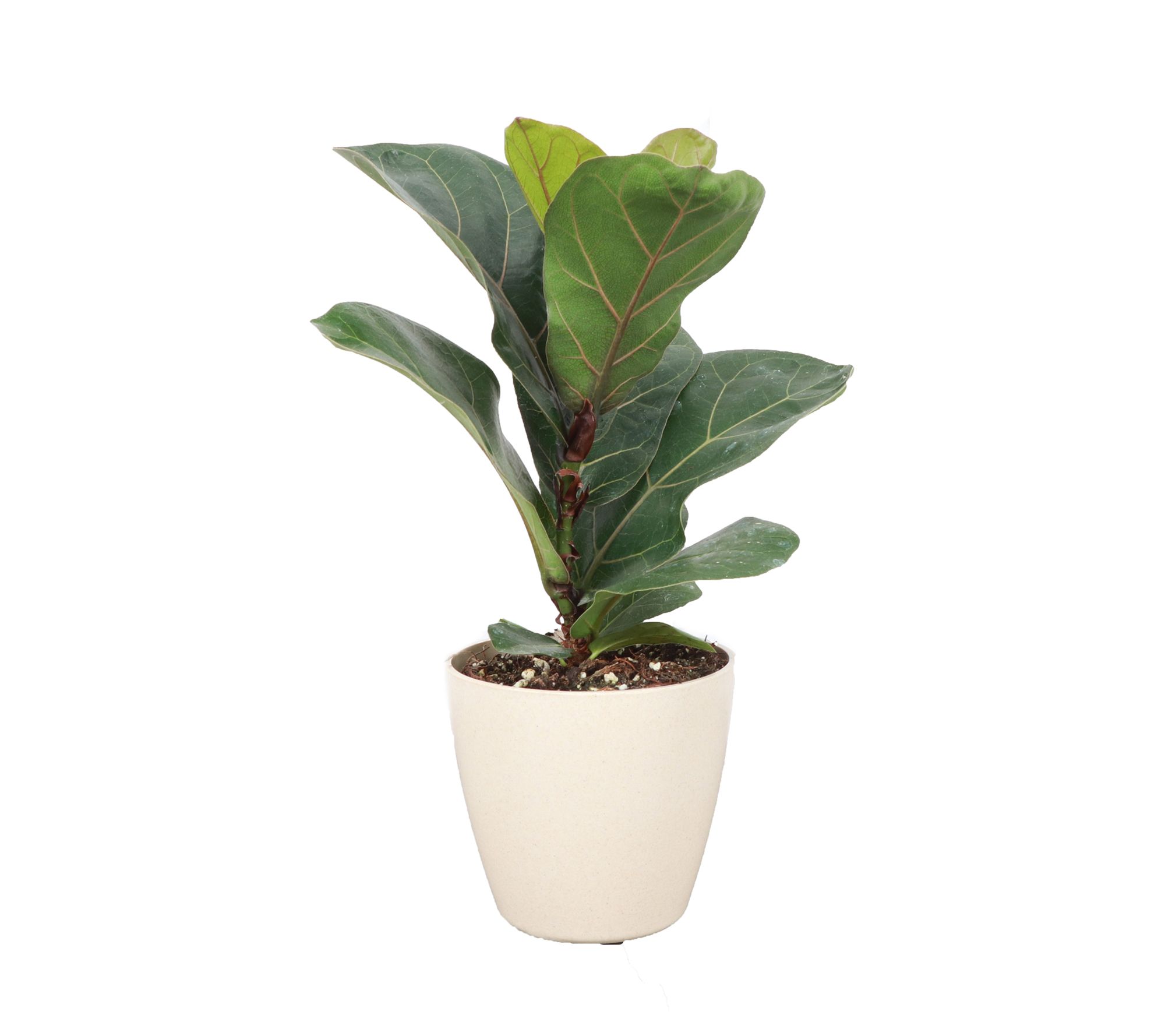 Thorsen's Greenhouse 4" Fiddle Leaf Fig, Biodegradable Pot