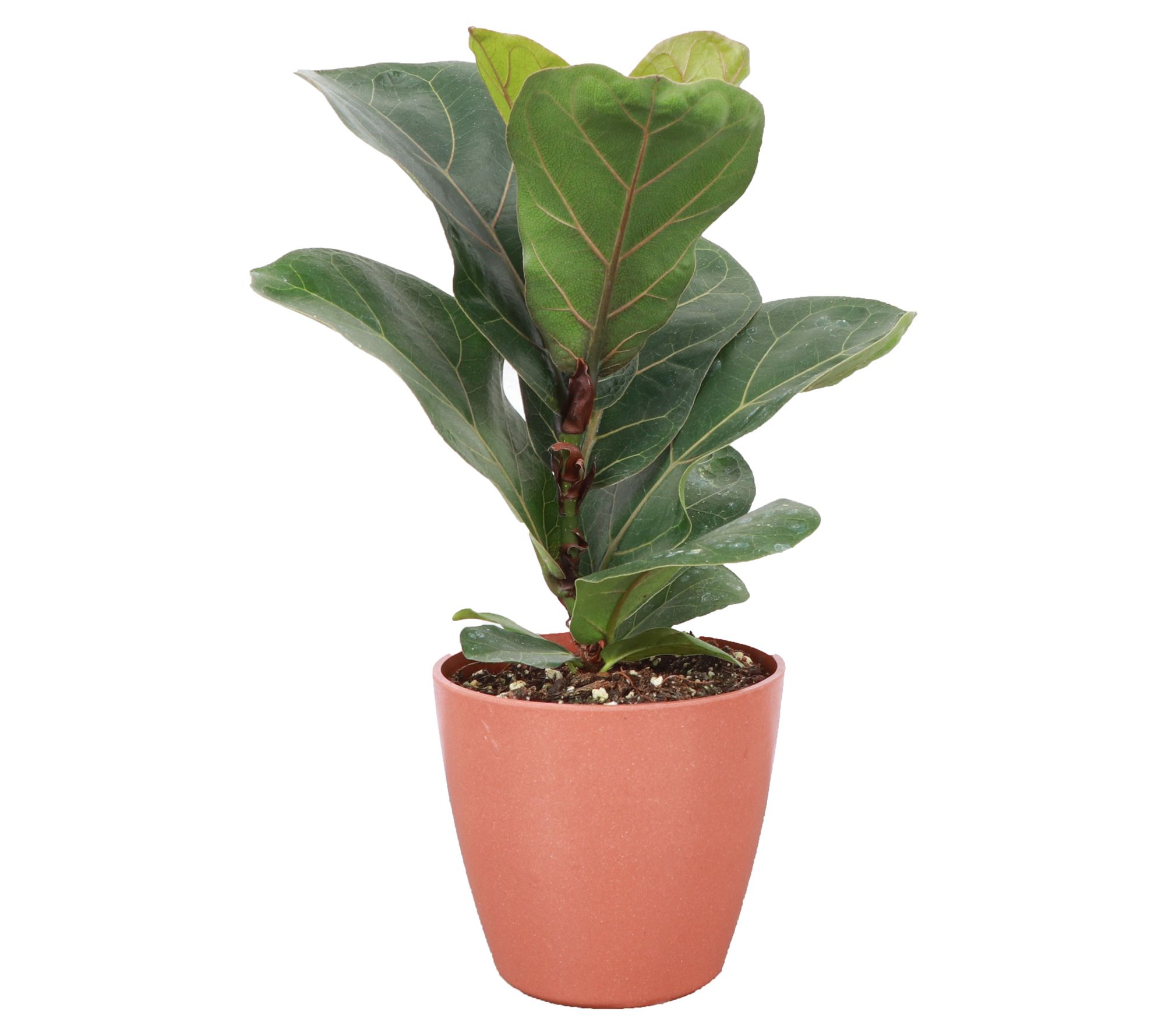 Thorsen's Greenhouse 4" Fiddle Leaf Fig, Biodegradable Pot