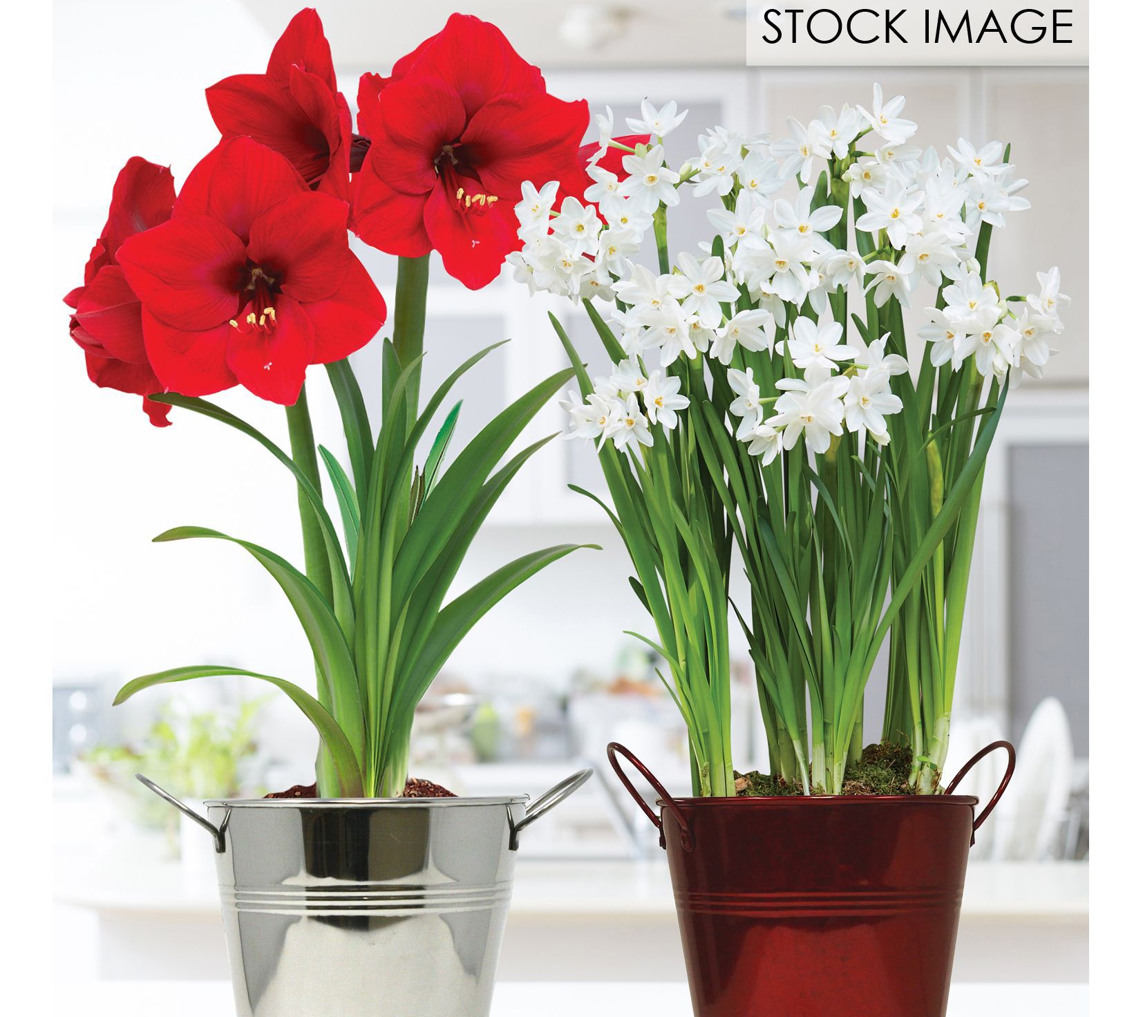 Van Zyverden Amaryllis & Paperwhite Duo Two Pack Kits