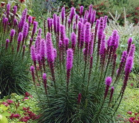Roberta's 40-Piece Violet Blazing Star Collection