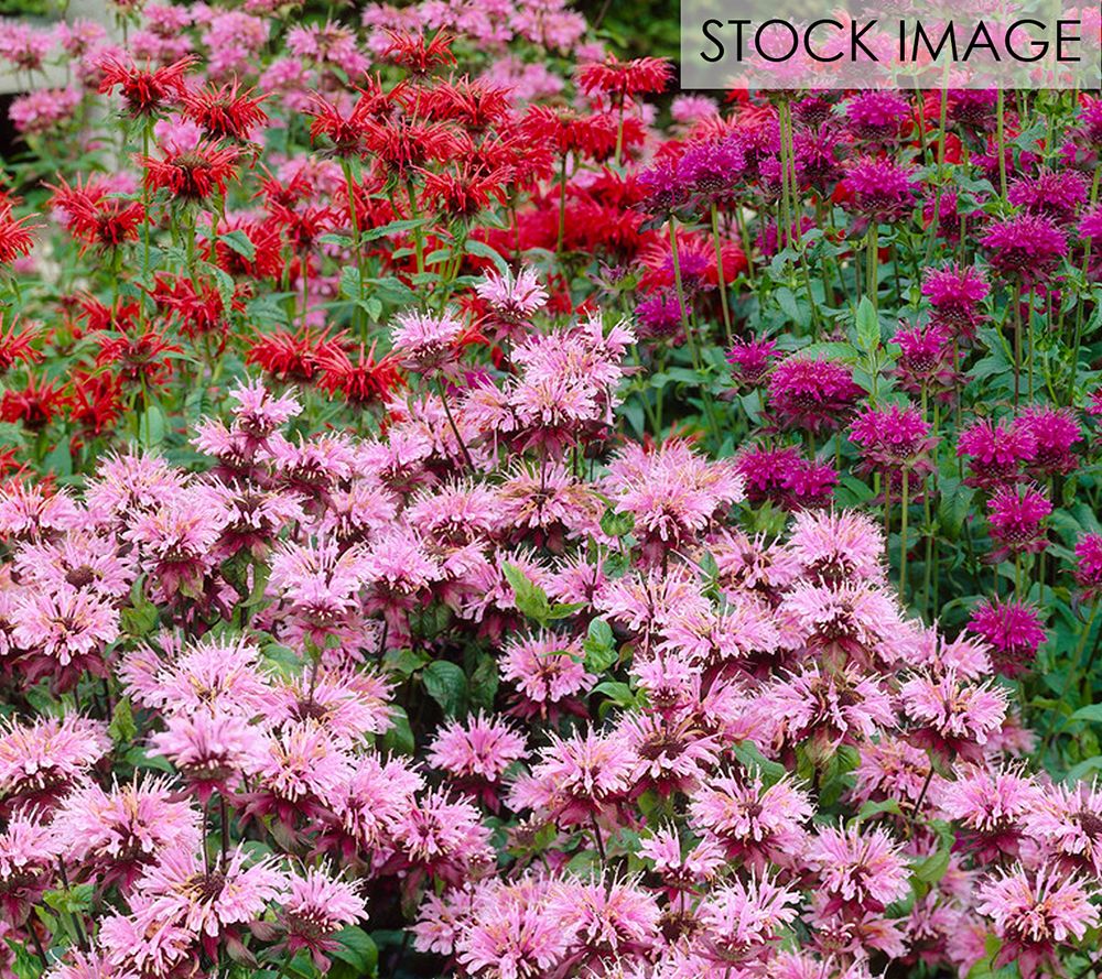 Van Zyverden Perennial Plant Of the Year 2021 Monarda Mix 15c