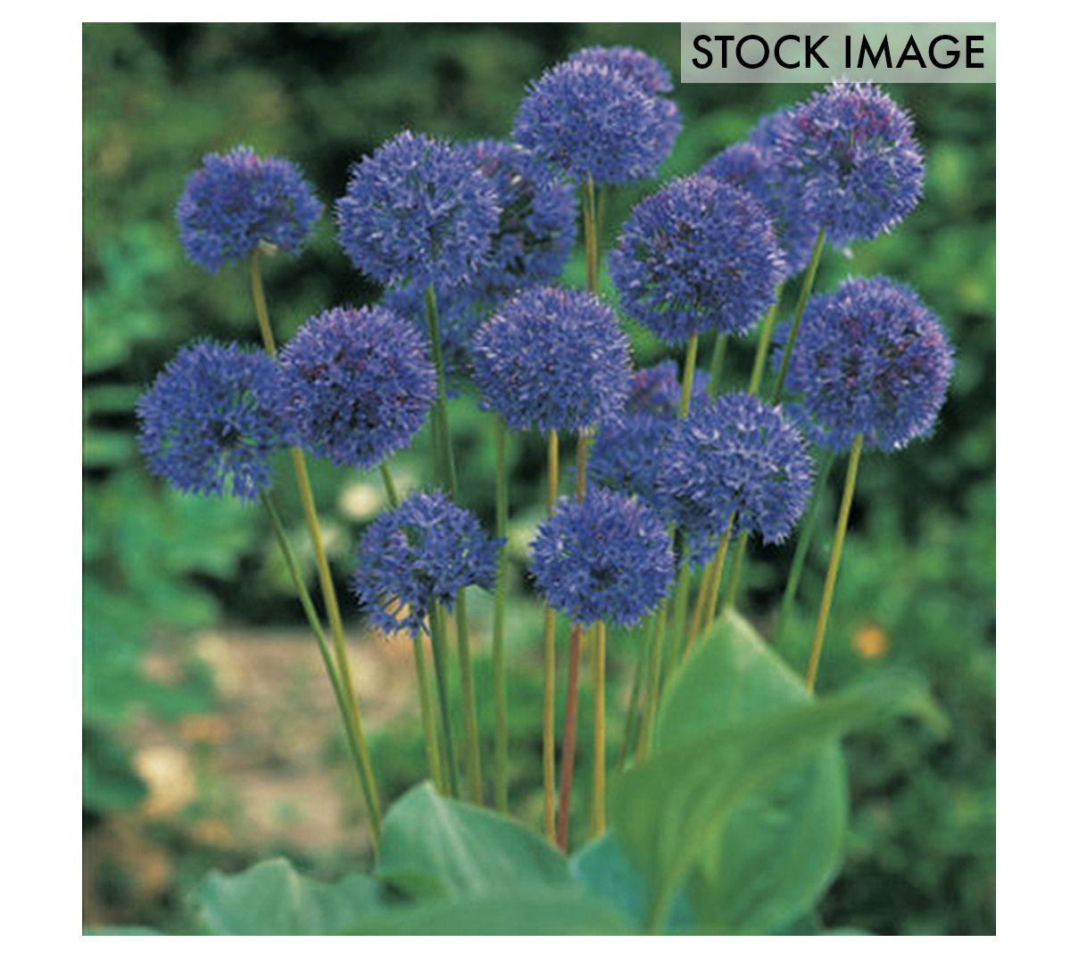 Van Zyverden Allium Azureum Blue Globe Onions Set of 12 Bulbs