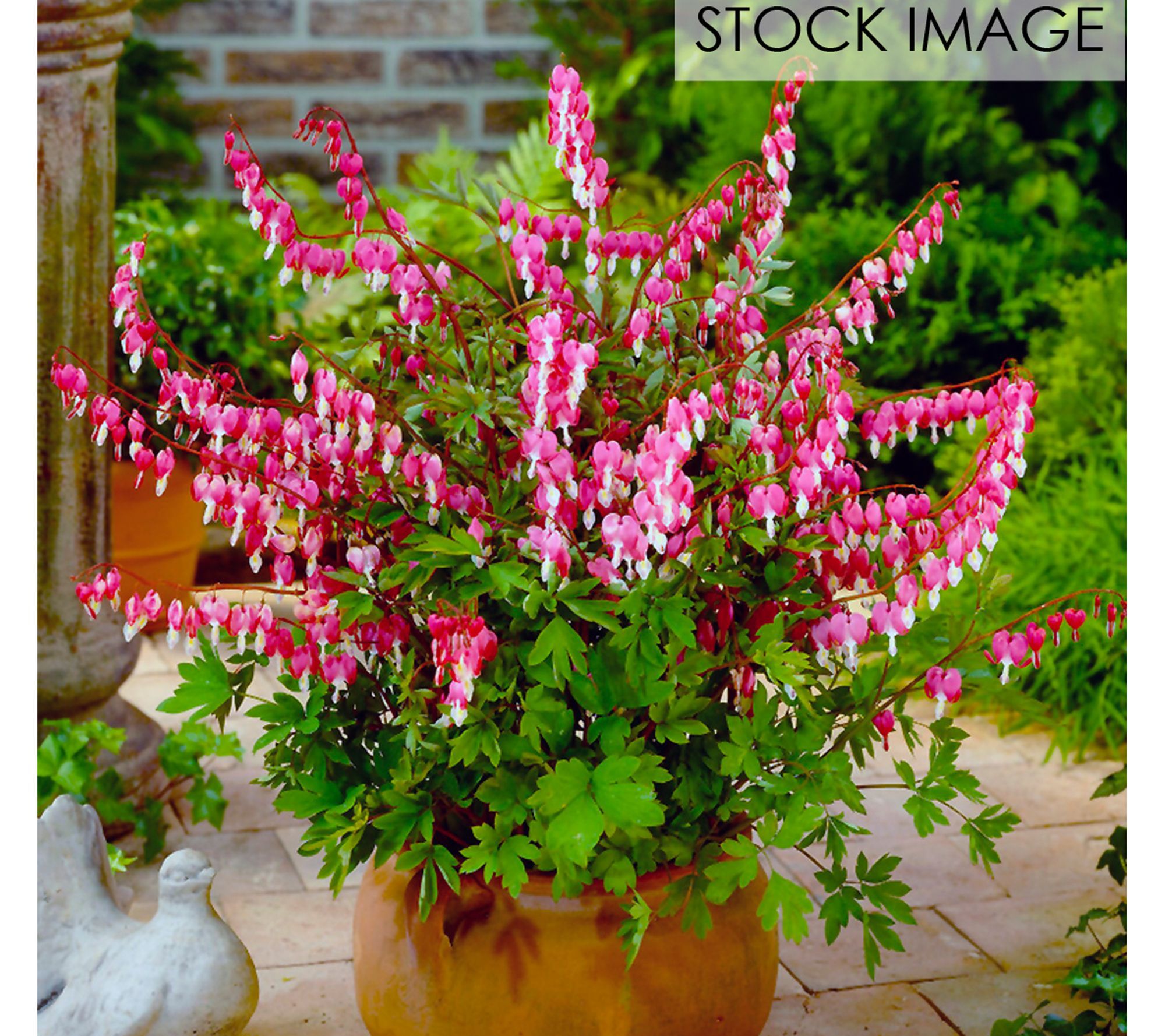 Van Zyverden Bleeding Hearts 1 Root