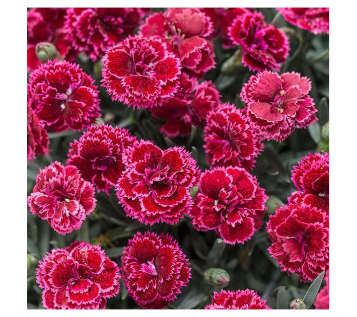 Roberta's Dianthus Black Cherry Frost Fruit Punch 1pc