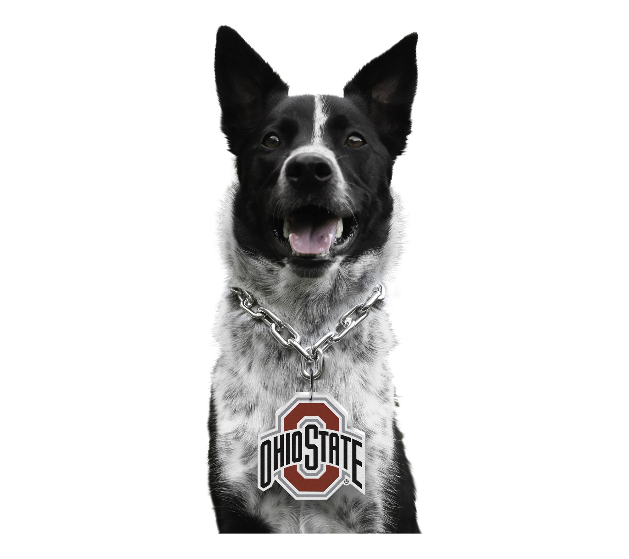 Littlearth NCAA Pet Fan Chain