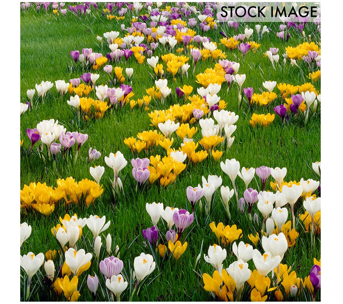 Van Zyverden Crocus Large Flowering Blend Set of 100 Bulbs