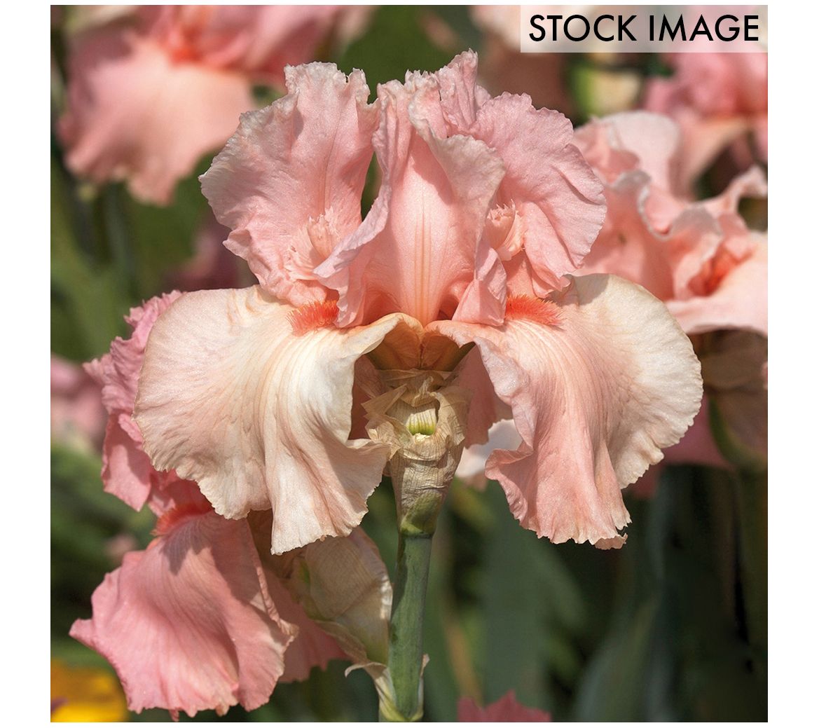 Van Zyverden Bearded Iris Pink Attraction Set o3 roots