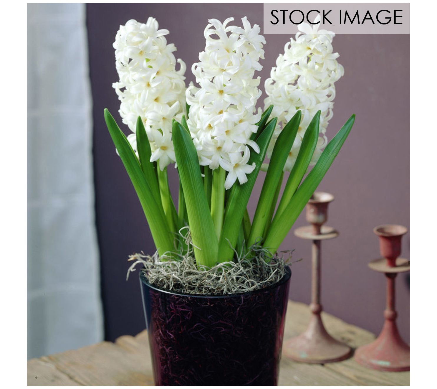 Van Zyverden PrePared Hyacinths For IndoorForcing Carnegie 5c