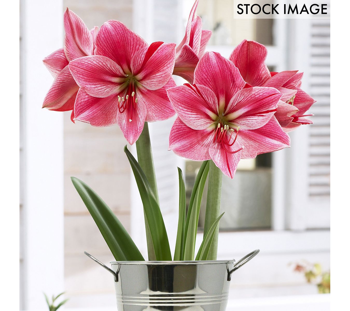 Van Zyverden Amaryllis Kit Gervase Artisan Decorative Planter